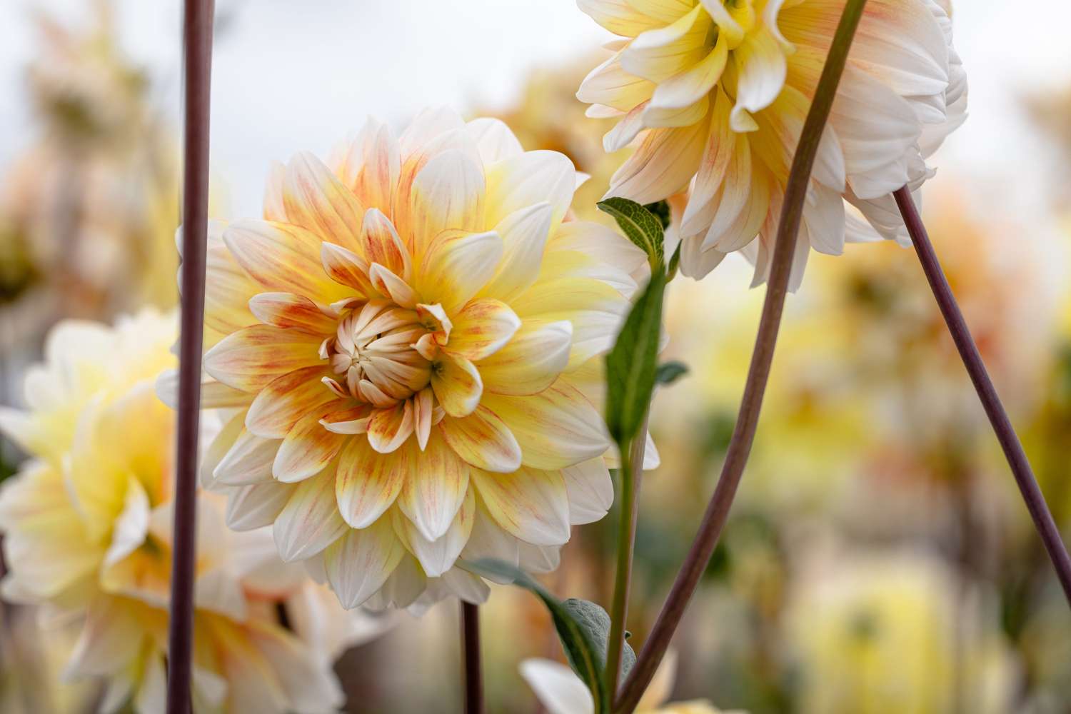 Daalia 'Peaches and Cream'